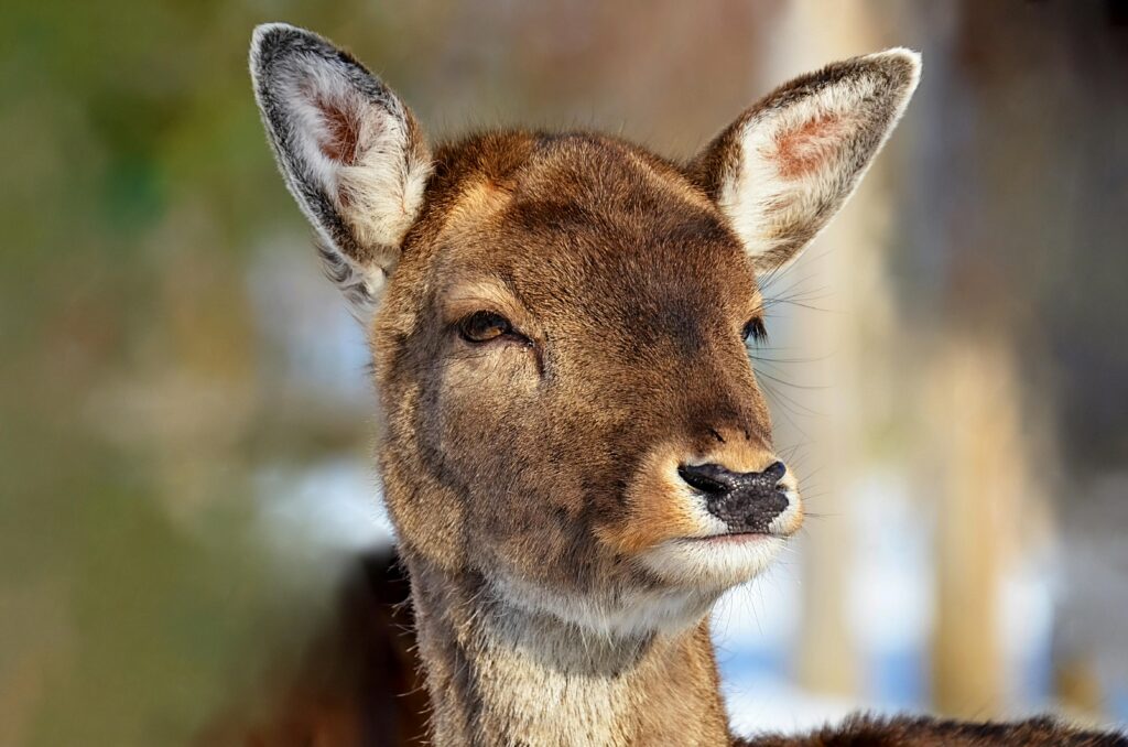 Detailed shot of a young deer against a blurred natural background, capturing its calm expression and warm fur tones.